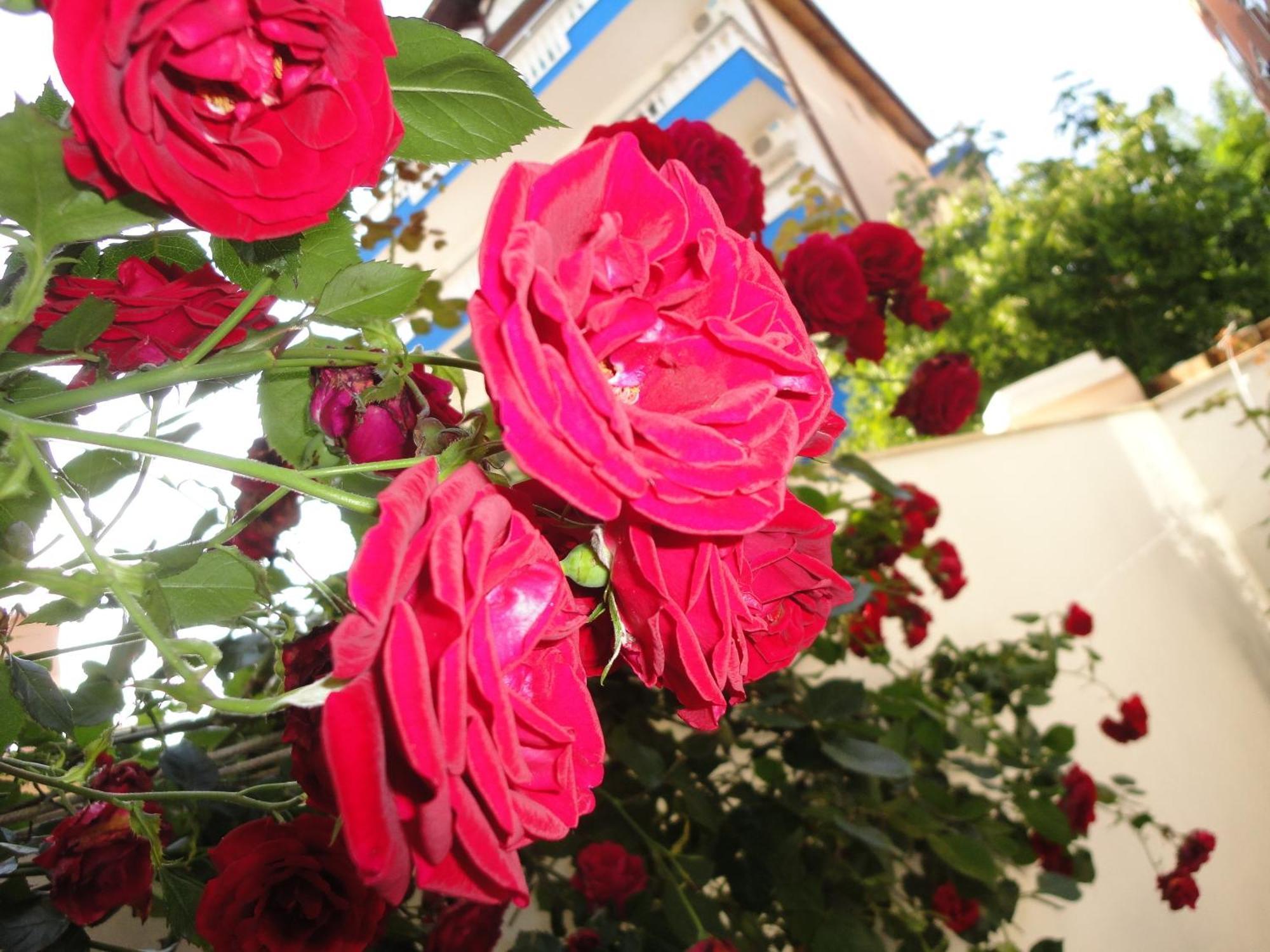 Borko Guest House Primorsko Dış mekan fotoğraf